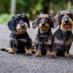 Fionka, Bibi, Adélka