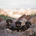 Adélka, Fionka, Bibi